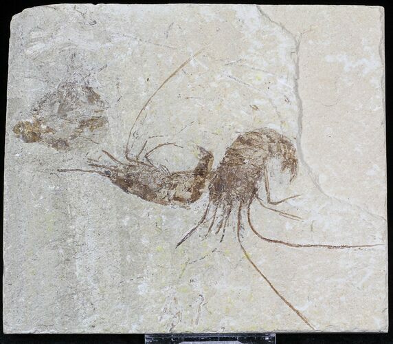 Cretaceous Fossil Shrimp Carpopenaeus - Lebanon #22873